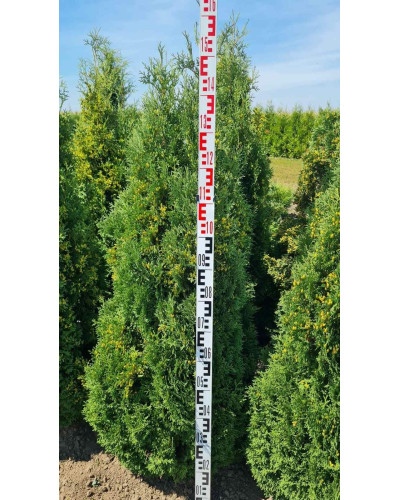 Туя західна Холмструп | Туя западная Холмструп | Thuja occidentalis Holmstrup