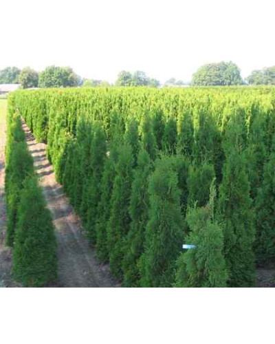 Туя західна Холмструп | Туя западная Холмструп | Thuja occidentalis Holmstrup