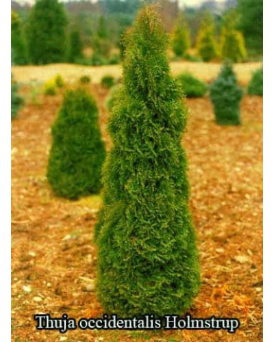 Туя західна Холмструп | Туя западная Холмструп | Thuja occidentalis Holmstrup