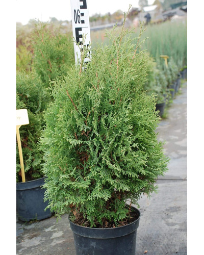 Туя західна Холмструп | Туя западная Холмструп | Thuja occidentalis Holmstrup