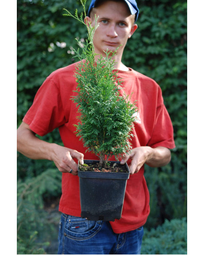Туя західна Холмструп | Туя западная Холмструп | Thuja occidentalis Holmstrup