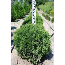 Туя західна Тіні Тім | Туя западная Тини Тим | Thuja occidentalis Tiny Tim
