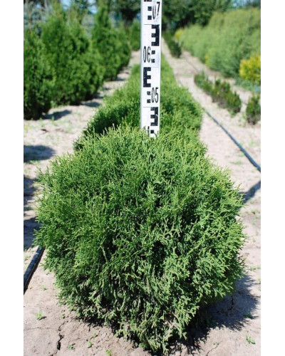 Туя західна Тіні Тім | Туя западная Тини Тим | Thuja occidentalis Tiny Tim