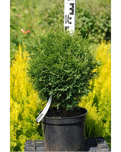 Туя західна Тіні Тім | Туя западная Тини Тим | Thuja occidentalis Tiny Tim