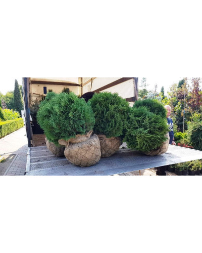 Туя західна Тіні Тім | Туя западная Тини Тим | Thuja occidentalis Tiny Tim