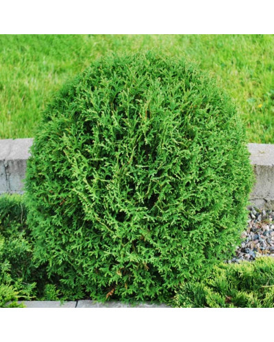 Туя західна Тіні Тім | Туя западная Тини Тим | Thuja occidentalis Tiny Tim