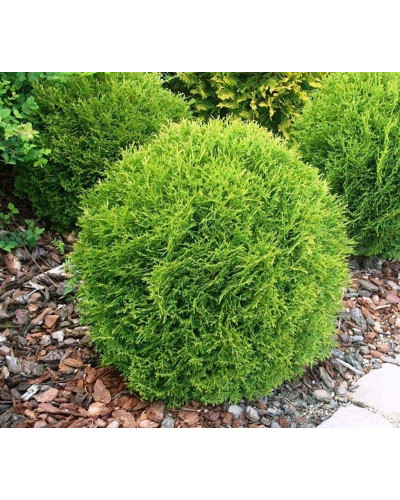 Туя західна Тіні Тім | Туя западная Тини Тим | Thuja occidentalis Tiny Tim