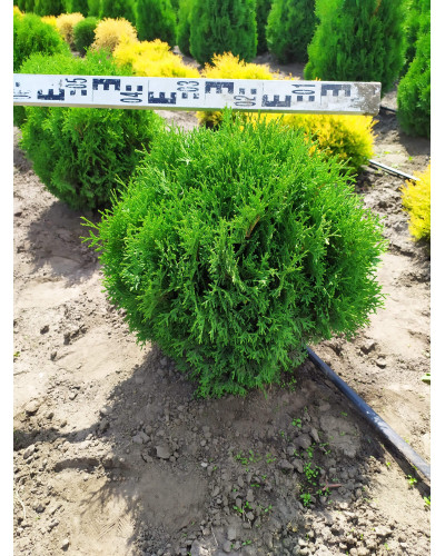 Туя західна Тіні Тім | Туя западная Тини Тим | Thuja occidentalis Tiny Tim