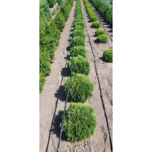 Туя західна Тіні Тім | Туя западная Тини Тим | Thuja occidentalis Tiny Tim