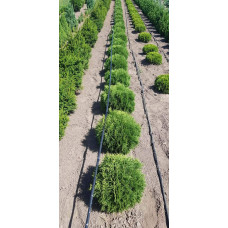 Туя західна Тіні Тім | Туя западная Тини Тим | Thuja occidentalis Tiny Tim