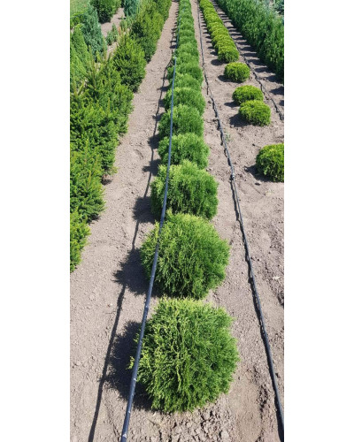 Туя західна Тіні Тім | Туя западная Тини Тим | Thuja occidentalis Tiny Tim