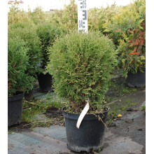 Туя західна Тіні Тім | Туя западная Тини Тим | Thuja occidentalis Tiny Tim