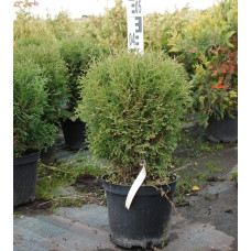Туя західна Тіні Тім | Туя западная Тини Тим | Thuja occidentalis Tiny Tim