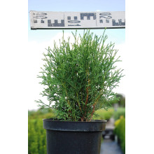 Туя західна Тіні Тім | Туя западная Тини Тим | Thuja occidentalis Tiny Tim