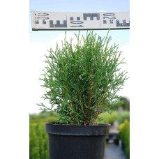 Туя західна Тіні Тім | Туя западная Тини Тим | Thuja occidentalis Tiny Tim