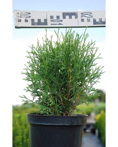 Туя західна Тіні Тім | Туя западная Тини Тим | Thuja occidentalis Tiny Tim