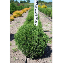 Туя західна Тіні Тім | Туя западная Тини Тим | Thuja occidentalis Tiny Tim