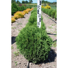Туя західна Тіні Тім | Туя западная Тини Тим | Thuja occidentalis Tiny Tim