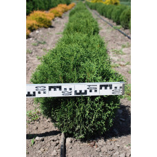 Туя західна Тіні Тім | Туя западная Тини Тим | Thuja occidentalis Tiny Tim