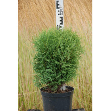 Туя західна Тіні Тім | Туя западная Тини Тим | Thuja occidentalis Tiny Tim