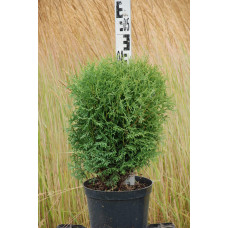 Туя західна Тіні Тім | Туя западная Тини Тим | Thuja occidentalis Tiny Tim