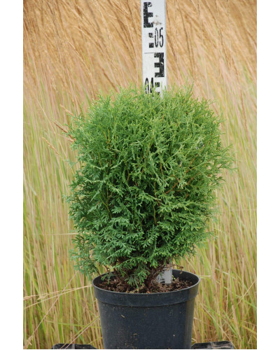 Туя західна Тіні Тім | Туя западная Тини Тим | Thuja occidentalis Tiny Tim