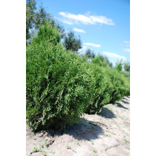 Туя західна Тіні Тім | Туя западная Тини Тим | Thuja occidentalis Tiny Tim