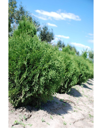 Туя західна Тіні Тім | Туя западная Тини Тим | Thuja occidentalis Tiny Tim