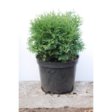 Туя західна Тіні Тім | Туя западная Тини Тим | Thuja occidentalis Tiny Tim
