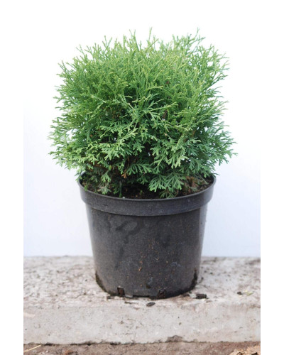 Туя західна Тіні Тім | Туя западная Тини Тим | Thuja occidentalis Tiny Tim
