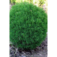 Туя західна Тедді | Туя западная Teдди | Thuja occidentalis Teddy