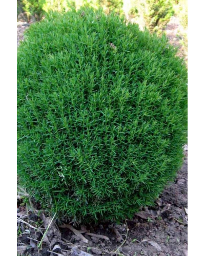 Туя західна Тедді | Туя западная Teдди | Thuja occidentalis Teddy