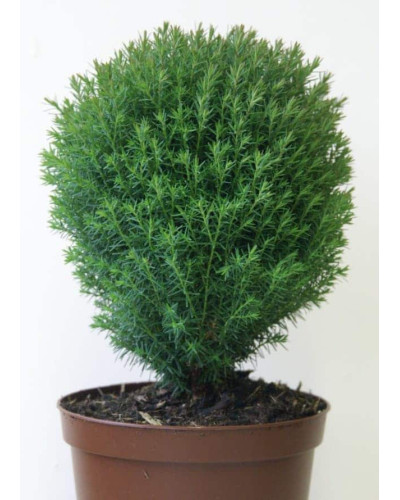 Туя західна Тедді | Туя западная Teдди | Thuja occidentalis Teddy