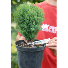 Туя західна Тедді | Туя западная Teдди | Thuja occidentalis Teddy