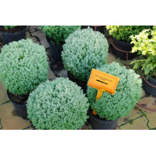Туя західна Тедді | Туя западная Teдди | Thuja occidentalis Teddy