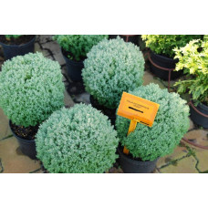 Туя західна Тедді | Туя западная Teдди | Thuja occidentalis Teddy