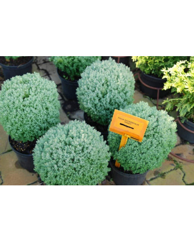 Туя західна Тедді | Туя западная Teдди | Thuja occidentalis Teddy