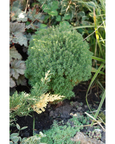 Туя західна Тедді | Туя западная Teдди | Thuja occidentalis Teddy