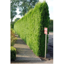 Туя західна Смарагд | Туя западная Смарагд | Thuja occidentalis Smaragd