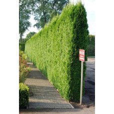 Туя західна Смарагд | Туя западная Смарагд | Thuja occidentalis Smaragd