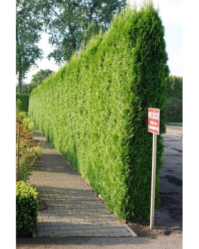 Туя західна Смарагд | Туя западная Смарагд | Thuja occidentalis Smaragd
