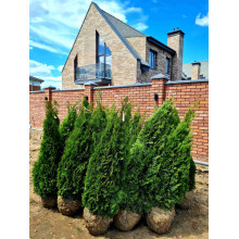Туя західна Смарагд | Туя западная Смарагд | Thuja occidentalis Smaragd