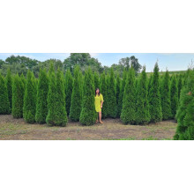 Туя західна Смарагд | Туя западная Смарагд | Thuja occidentalis Smaragd