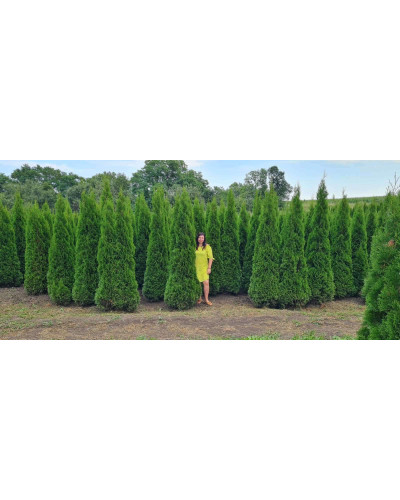 Туя західна Смарагд | Туя западная Смарагд | Thuja occidentalis Smaragd