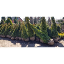 Туя західна Смарагд | Туя западная Смарагд | Thuja occidentalis Smaragd