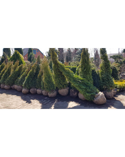 Туя західна Смарагд | Туя западная Смарагд | Thuja occidentalis Smaragd