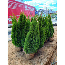 Туя західна Смарагд | Туя западная Смарагд | Thuja occidentalis Smaragd