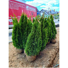 Туя західна Смарагд | Туя западная Смарагд | Thuja occidentalis Smaragd