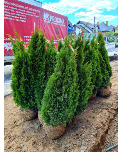 Туя західна Смарагд | Туя западная Смарагд | Thuja occidentalis Smaragd