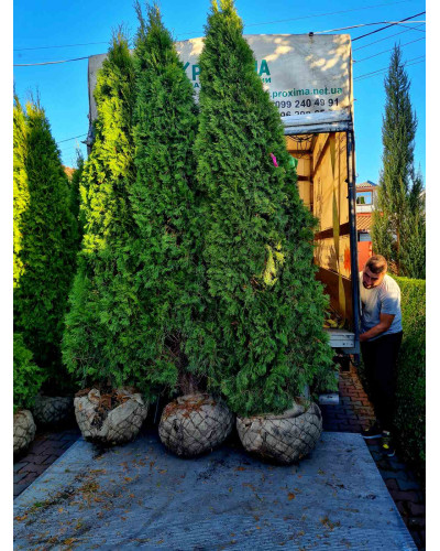 Туя західна Смарагд | Туя западная Смарагд | Thuja occidentalis Smaragd